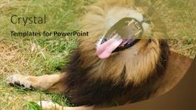  Presentation with male lion - Colorful presentation theme enhanced with male lion yawning showing off his teeth and tongue backdrop and a yellow colored foreground