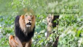  Presentation with male lion - Audience pleasing PPT layouts consisting of male-lion backdrop and a mint green colored foreground