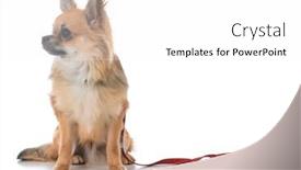  Presentation with leash - Amazing slide deck having male long coat chiuhuahua on a leash on white background backdrop and a white colored foreground