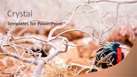  Presentation with island - Presentation theme consisting of male-magnificent-frigatebird-at-galapagos background and a lemonade colored foreground