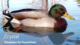  Presentation with duck - Slide deck with male mallard duck anas platyrhynchos reflected in the water background and a teal colored foreground