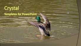  Presentation with duck hunting - PPT layouts having male mallard duck spreading wings background and a  colored foreground