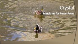  Presentation with water scarity - PPT theme featuring male mallard duck spreading wings background and a  colored foreground