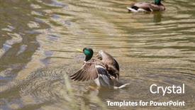  Presentation with duck - Cool new PPT layouts with male mallard duck spreading wings backdrop and a  colored foreground