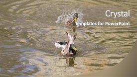  Presentation with duck - Amazing PPT theme having male mallard duck spreading wings backdrop and a  colored foreground