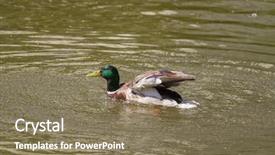  Presentation with centrifugal pump motor in water - Slide set consisting of male mallard duck spreading wings background and a  colored foreground