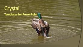  Presentation with duck - PPT theme with male mallard duck spreading wings background and a  colored foreground