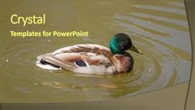  Presentation with water agriculture canals - Cool new presentation with male mallard duck spreading wings backdrop and a  colored foreground