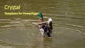  Presentation with pollutan water - Amazing PPT theme having male mallard duck spreading wings backdrop and a  colored foreground