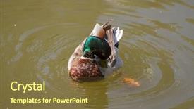  Presentation with water pump centrifugal - PPT theme with male mallard duck spreading wings background and a  colored foreground