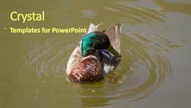  Presentation with duck - Colorful slides enhanced with male mallard duck spreading wings backdrop and a  colored foreground