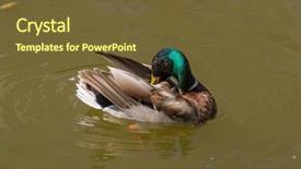  Presentation with angel wings stairway to heaven - Presentation theme having male mallard duck spreading wings background and a  colored foreground