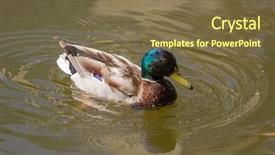  Presentation with duck - Audience pleasing PPT theme consisting of male mallard duck spreading wings backdrop and a  colored foreground