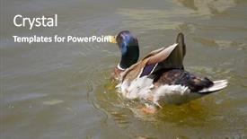  Presentation with social sector water and sanitatin - Slides featuring male mallard duck spreading wings background and a  colored foreground