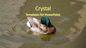  Presentation with duck - Amazing slides having male mallard duck spreading wings backdrop and a  colored foreground