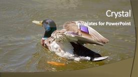  Presentation with water ressource - PPT theme having male mallard duck spreading wings background and a  colored foreground