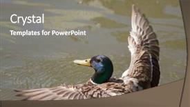  Presentation with duck - Theme featuring male mallard duck spreading wings background and a  colored foreground