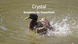  Presentation with angel wings stairway to heaven - Slides enhanced with male mallard duck spreading wings background and a  colored foreground