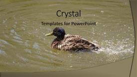  Presentation with duck - Amazing theme having male mallard duck spreading wings backdrop and a  colored foreground