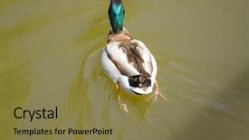  Presentation with duck - Theme with male mallard duck spreading wings background and a coral colored foreground