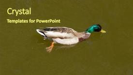  Presentation with angel wings stairway to heaven - Colorful PPT layouts enhanced with male mallard duck spreading wings backdrop and a tawny brown colored foreground