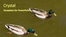  Presentation with duck - PPT layouts featuring male mallard duck spreading wings background and a tawny brown colored foreground