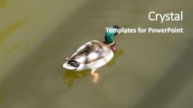  Presentation with water animal to land animal - Cool new slides with male mallard duck spreading wings backdrop and a violet colored foreground