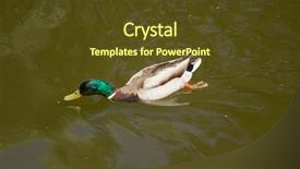  Presentation with duck - Theme enhanced with male mallard duck spreading wings background and a tawny brown colored foreground