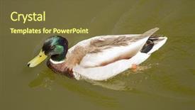  Presentation with angel wings stairway to heaven - Amazing PPT layouts having male mallard duck spreading wings backdrop and a tawny brown colored foreground