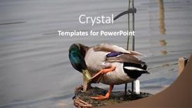  Presentation with duck - Audience pleasing slides consisting of male-mallard-duck-standing backdrop and a gray colored foreground