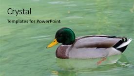  Presentation with green lake - PPT theme enhanced with male mallard wild duck background and a seafoam green colored foreground