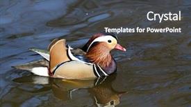  Presentation with hologram mesh human male - Presentation theme with male mandarin duck aix galericulata background and a dark gray colored foreground