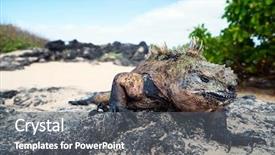  Presentation with ecuador - Cool new PPT theme with male marine iguana endemic backdrop and a dark gray colored foreground