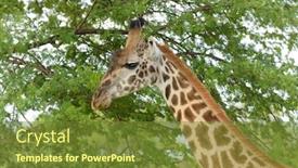  Presentation with whats in a name - Audience pleasing presentation theme consisting of male-masai-giraffe-scientific-name backdrop and a tawny brown colored foreground