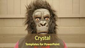  Presentation with costume - Theme consisting of male model wears a gorilla background and a tawny brown colored foreground