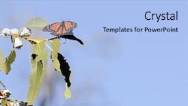  Presentation with monarch butterfly - Audience pleasing PPT theme consisting of male monarch butterfly in a eucalyptus tree in california backdrop and a light blue colored foreground