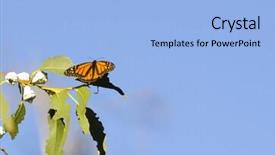  Presentation with monarch butterfly - Theme having sleeping puppies young dogo argentino background and a light gray colored foreground