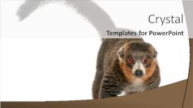  Presentation with lemur - Beautiful theme featuring male-mongoose-lemur-eulemur-mongoz backdrop and a white colored foreground