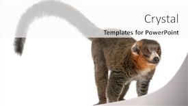  Presentation with lemur - Theme having male-mongoose-lemur-eulemur-mongoz background and a white colored foreground