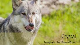  Presentation with gray wolf - Presentation theme featuring male north american gray wolf background and a yellow colored foreground