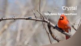  Presentation with cardinal - Colorful slide deck enhanced with male northern cardinal cardinalis cardinalis backdrop and a gray colored foreground
