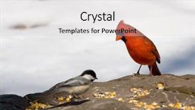  Presentation with cardinal - Audience pleasing PPT layouts consisting of male northern cardinal cardinalis cardinalis backdrop and a light gray colored foreground