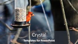  Presentation with cardinal - Amazing slide set having male-northern-cardinal-on-bird backdrop and a dark gray colored foreground