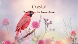  Presentation with garden - Audience pleasing presentation consisting of male-northern-cardinal backdrop and a lemonade colored foreground