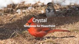  Presentation with cardinal - Cool new slides with male northern cardinal backdrop and a tawny brown colored foreground