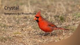  Presentation with cardinal - PPT theme featuring male northern cardinal background and a coral colored foreground
