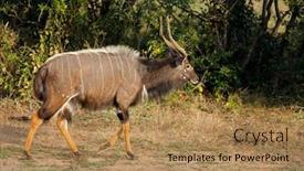  Presentation with old map south africa - Presentation design featuring mkuze game reserve south africa background and a coral colored foreground