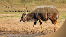  Presentation with south africa - PPT theme consisting of male-nyala-antelope-tragelaphus-angasii background and a gold colored foreground