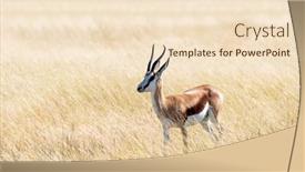  Presentation with forward - PPT theme with male-of-black-faced-impala background and a lemonade colored foreground