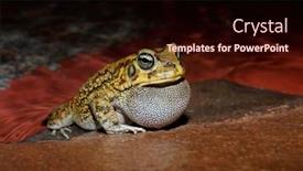  Presentation with south africa - Cool new presentation theme with male-olive-toad-amietophrynus-garmani backdrop and a wine colored foreground